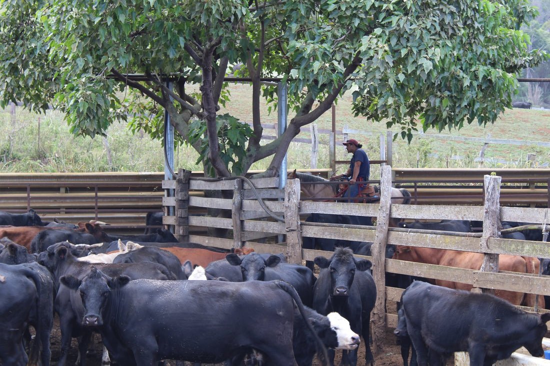 How Ulupalakua Became One of Hawaii's Largest Sustainable Ranches