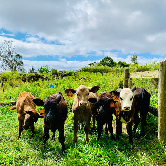 Savoring Paradise: 5 Reasons to Adore Ulupalakua Ranch Menu