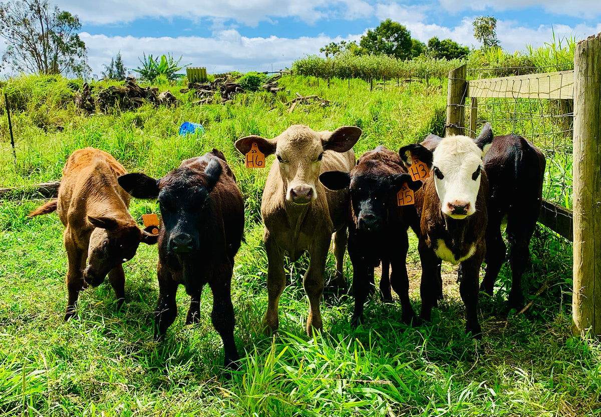 Livestock – Ulupalakua Ranch Store